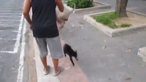 Кошка яростно защищает своих котят от большой собаки