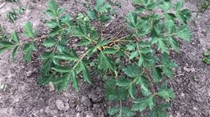 Мой древовидный пион. Весенняя посадка