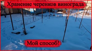 Мой способ хранения черенков винограда.