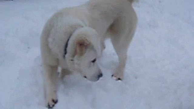 Найроби Баяз Бури и Пери смотреть онлайн