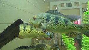 cichla kelberi and ocellaris 1