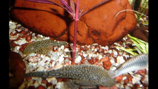 Ботанический сад Дрездена смотреть онлайн