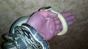 Укус взрослого тонкохвостого полоза (+18)