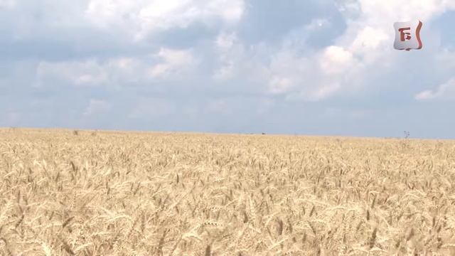 НОВОСТИ БОГОРОДСКА (ДЕНЬ ЖЕЛЕЗНОДОРОЖНИКА ) 26 ВЫПУСК смотреть онлайн