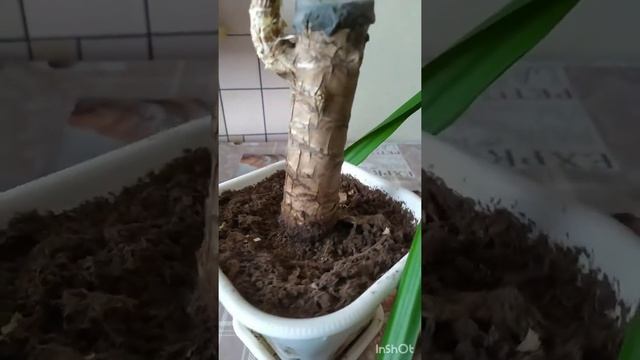 Результаты размножения драцены смотреть онлайн