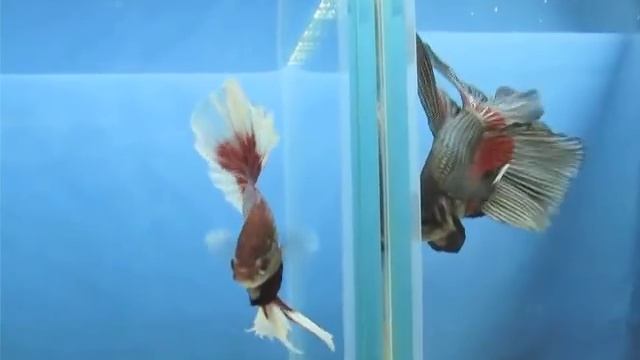 Полулунные сиамские петушки смотреть онлайн