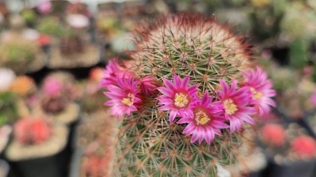 Cactus Mammillaria backebergiana Flowers смотреть онлайн