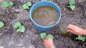 Супер удобрение для супер урожая! Выращивание огурцов. Первая подкормка после