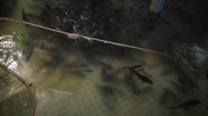 Кормление африканского  клариевого сома рыбным фаршем.корм для африканского клариевого сома