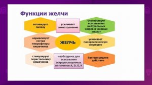 Биология. 9 класс. Эмульгирование жиров под действием желчи /20.10.2020/