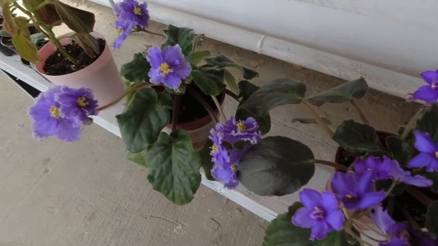 Я СЮДА ЕЩЁ ВЕРНУСЬ / ИМ ПЯТЬ ЛЕТ / ПОСЕЯЛИ МОРКОВЬ смотреть онлайн