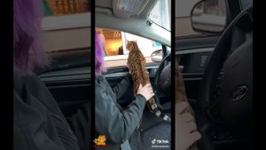 Милые и забавные бенгальские кошки ~ Забавные моменты ~ Породы кошек # 3