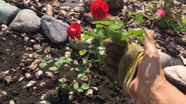 Комнатные растения на даче. Как им живется. Будни дачницы. смотреть онлайн