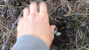 Грибы в лесу - Зеленушка,Рядовка зелёная. Tricholoma Equestre