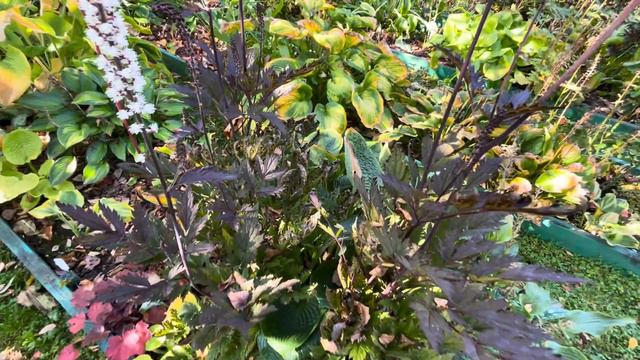 Цветет Клопогон Atropurpurea смотреть онлайн