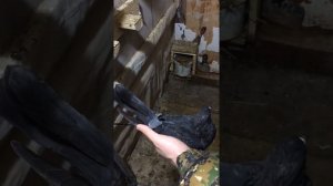 Определяем пол голубей