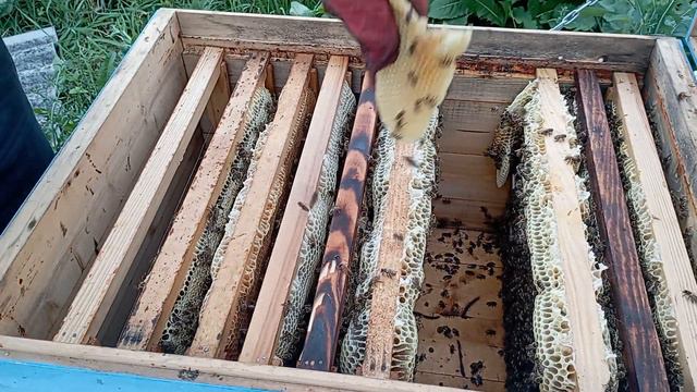 Полынь пчелам от клеща положил смотреть онлайн