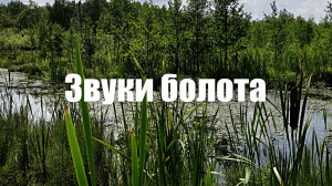 Звуки болота