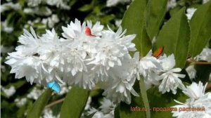 Дейция шершавая Прайд оф Рочестер (deutzia) ? обзор: как сажать, саженцы дейции Прайд оф Рочестер