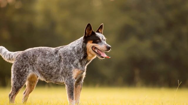 Socialize Your Cattle Dog - Is the Dog Park the Right Place? смотреть онлайн