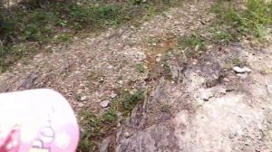 За грибами в Алтайском крае