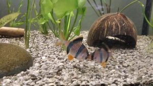 Барбусы, странное поведение