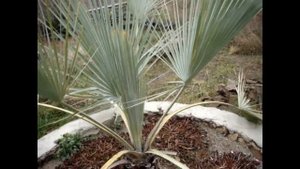 УКРЫТИЕ ПАЛЬМ НА ЗИМУ