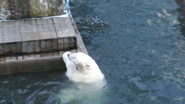 Медвежата поприветствовали всех 31.08.2020 смотреть онлайн