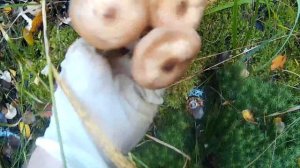 ГРИБЫ, как правильно собирать опят, собрать все до последнего опенка..