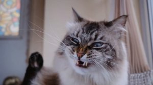 кот зевает SLOW-MO / yawn cat