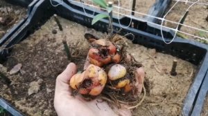 Луковицы лилий после выгонки. Сажать или нет!!!