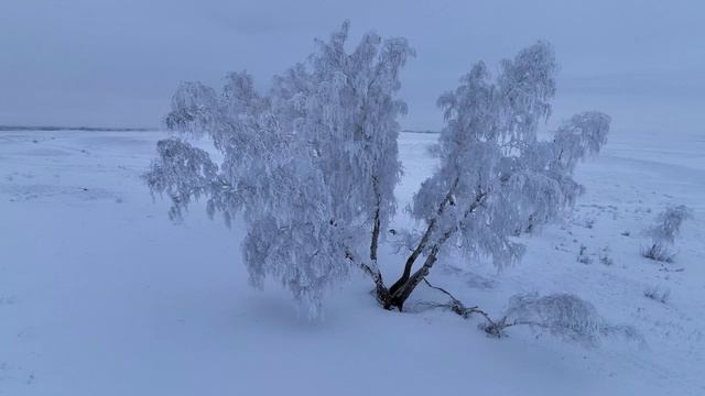 Зимние березы