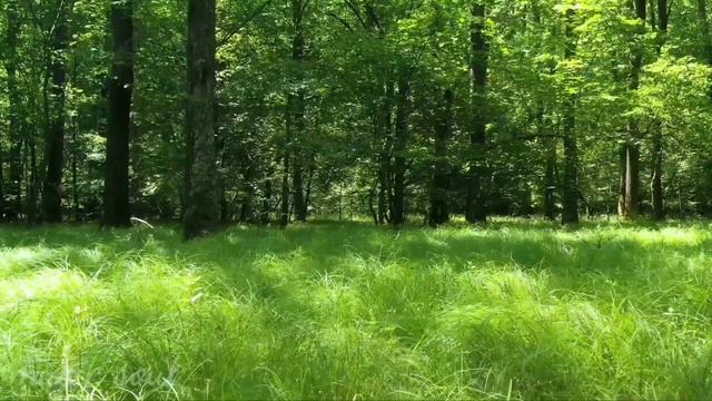 Chinese bamboo flute music and other instruments,green lovers , forest lover . Relax, meditate,slee смотреть онлайн