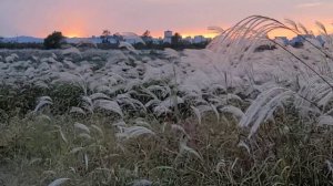 서창 영산강 산책로 억새 갈대 노을  20201015