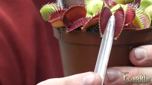 Сколько сможет сожрать цветок? Цветы-хищники- пожиратели живого смотреть онлайн