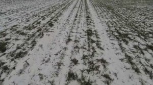 Выращивание озимой пшеницы.  No-till 27.01.2018 Состояние посевов,  и курганчиковые мыши)))