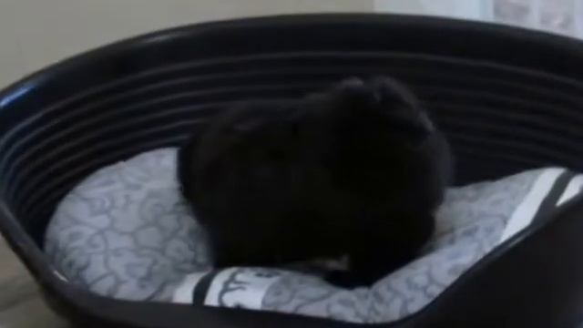 Русская цветная болонка п-к Вирсаль", щенки 2 мес. смотреть онлайн