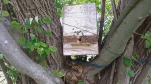 Первый рой в ловушке 13 мая 2022 года.