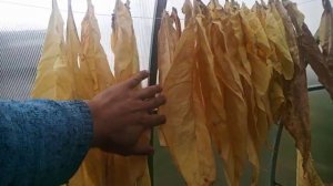 Возможно боливийский чёрный.Дегустация