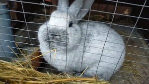 КРОЛИКИ//ОКРОЛЫ БСС ЗИМОЙ//Кролики, содержание и разведение