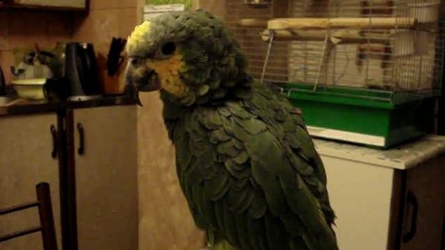 попугай амазон венесуэльский Гриша - 4 смотреть онлайн