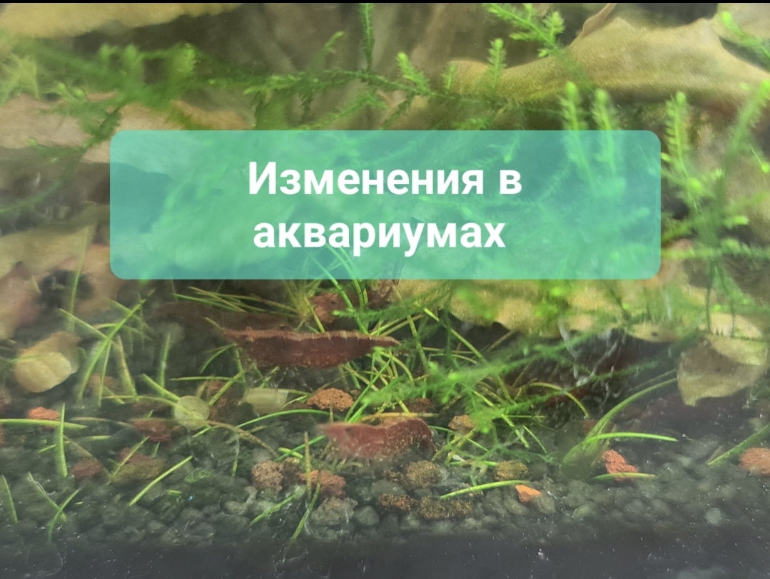 Изменения в аквариумах смотреть онлайн