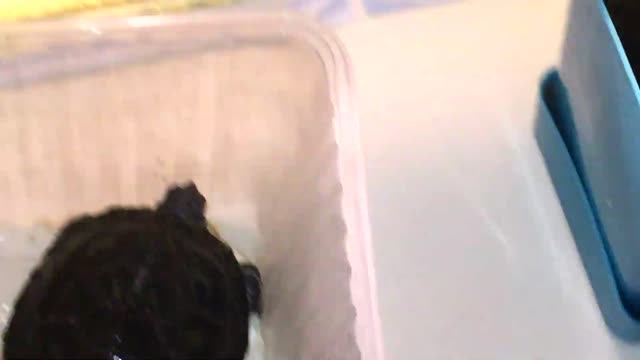 Как выросла красноухая черепаха за год??? смотреть онлайн