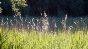 "ИВУШКА ЗЕЛЁНАЯ"... (Фото Ольги Малеевой (Москва) - Поёт Людмила Зыкина)