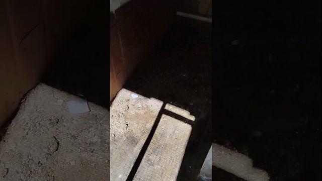 Гуси контролируют качество уборки птичника. смотреть онлайн