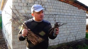 Посадка пионов- как это делать правильно. Уход за пионами.