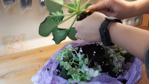 Как пересадить фиалку