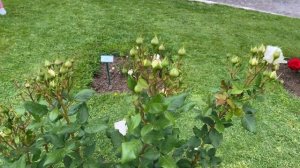 New era of Hybrid Tea roses - Gruaud Larose, Sweet Delight, Trésor du Jardin, Madame Anisette