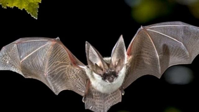 "lэщlaгъэ" от 20 августа2021г. Милана Хашкулова,зав.музеем живой природы НОЦ «Ботанический сад» КБГ смотреть онлайн