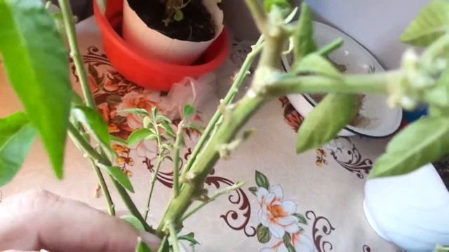 Острый перец выращенный на окне смотреть онлайн